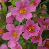 Бакопа Пінктопія F1 рожева