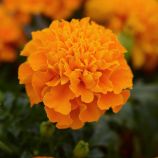 Чорнобривці Хот Пак Оранж розлогі