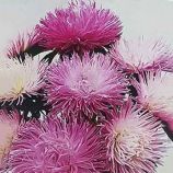 Айстра китайська Дрегон світло-рожева