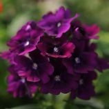 Вербена Кварц XP F1 пурпурова