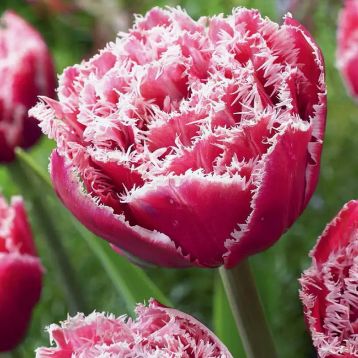 Тюльпан Брест (Brest) 