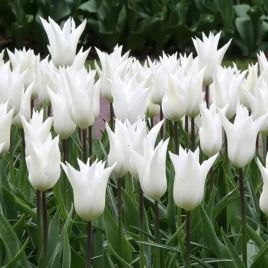 Тюльпан Вайт Тріумфатор (White Triumphator)