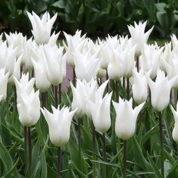 Тюльпан Вайт Тріумфатор (White Triumphator)