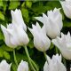 Тюльпан Вайт Триумфатора (White Triumphator)