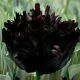 Тюльпан Блэк Пэррот дабл (Black Parrot double) попугайчатый двойной