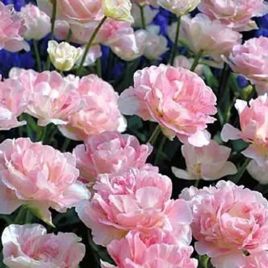 Тюльпан Анжеліка махровий (Tulipa double late, Tulipa paeonyflowering Angelique)