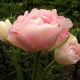 Тюльпан Анжеліка махровий (Tulipa double late, Tulipa paeonyflowering Angelique)