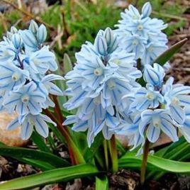 Пушкінія Лібанотіка (Puschkinia Libanotica)