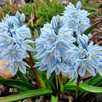 Пушкінія Лібанотіка (Puschkinia Libanotica)