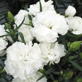 Гвоздика китайська Ліліпот F1 біла (white) махрова 