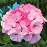 Пеларгония Ярка F1 светло-розовая 