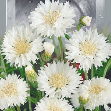 Волошка Біла куля