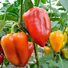 Перец Монолиза