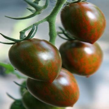 Томат Смоки F1