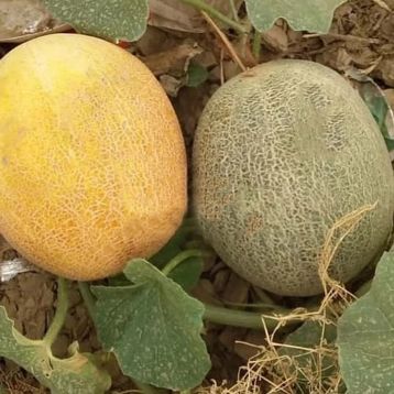 Диня Баллу (Ballu)