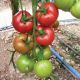 Томат Ладженда F1