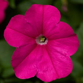 Петунія Фотофініш F1 пінк (pink)