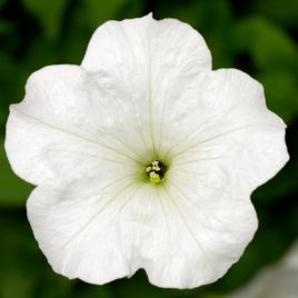 Петунія Фотофініш F1 біла (white)