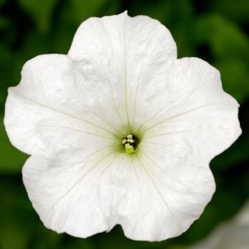 Петунія Фотофініш F1 біла (white)