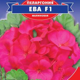 Пеларгония Ева F1