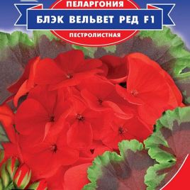 Пеларгония Блэк Вельвет Ред F1