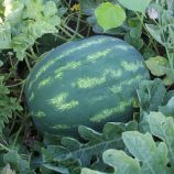 Арбуз ПЛ 6752 F1 (PL 6752 F1) 