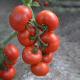 Томат ЕС 5455 F1 (ES 5455 F1)