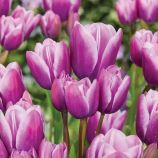 Тюльпан Пурпл Елеганс (Purple Elegance)