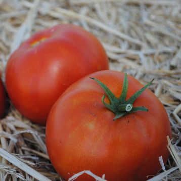 Сагатан F1 семена томата дет. раннего 55-60 дн. окр. 140-160 гр. красный (Syngenta)