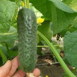 Огурец Анвар F1