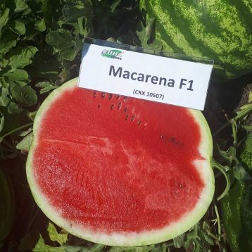 Кавун Макарена F1 (Macarena F1 CRX 10507) 