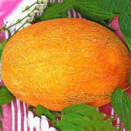 Дыня Ольвия