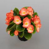 Бегония Спринт Плюс F1 оранжевая биколор