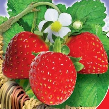 Земляника ремонтантная Александрия