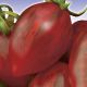 Томат Зуб кабана