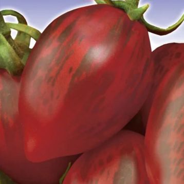 Томат Зуб кабана