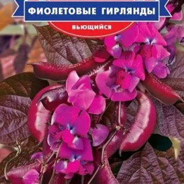 Долихос вьющийся Фиолетовые гирлянды 