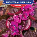Доліхос вьюнкий Фіолетові гірлянди