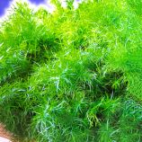 Аспарагус Спренгері кімнатний –