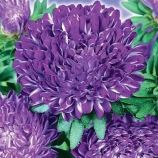 Астра Седая дама синяя 