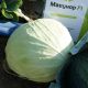 Мавунор F1 семена капусты б/к средней 80-85 дн. 3-4 кг окр-прип. (Syngenta)