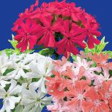 Ліхніс халцедонський Везувій 