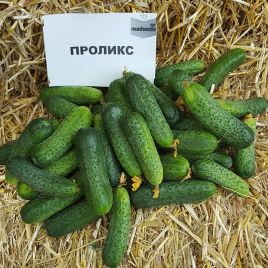 Огурец Проликс F1