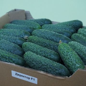 Огірок Директор F1