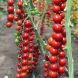 Томат Деличио F1 (Delichio F1)