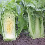 Капуста пекінська Примадонна F1 