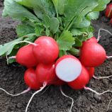 Редис Лаурелла F1