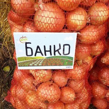 Лук Банко