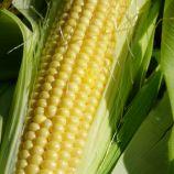 Оверленд F1 семена кукурузы суперсладкой Sh2 поздней 83 дн. 22 см 18-20 р. (Syngenta)