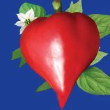 Перец сладкий Шапка Гнома 